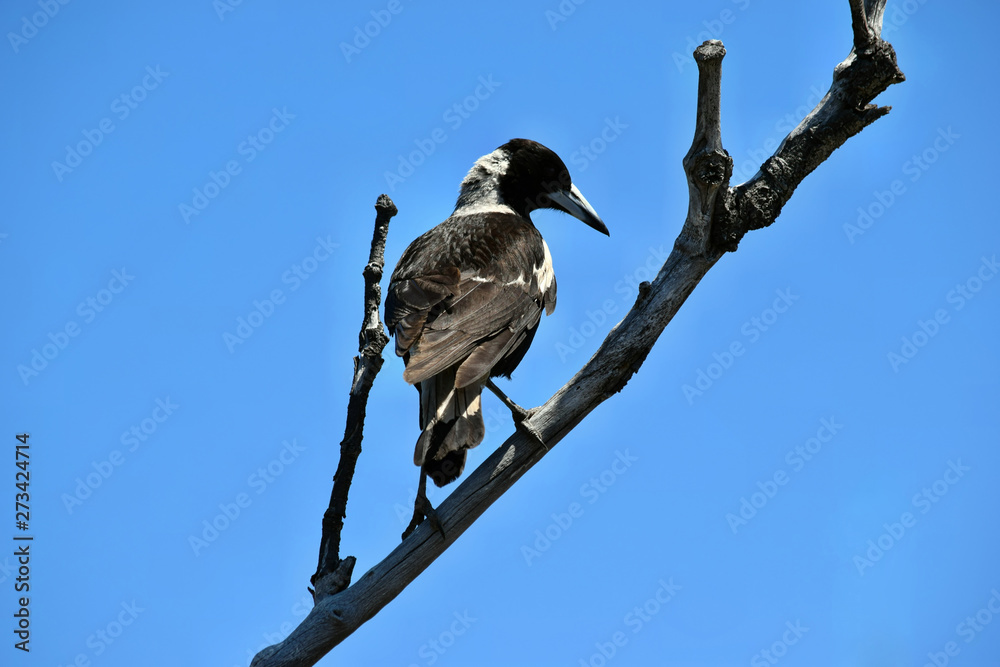 Australian Magpie (Gymnorhina tibicen) in Noosa National Park Australian Magpie (Gymnorhina tibicen) in Noosa National Park