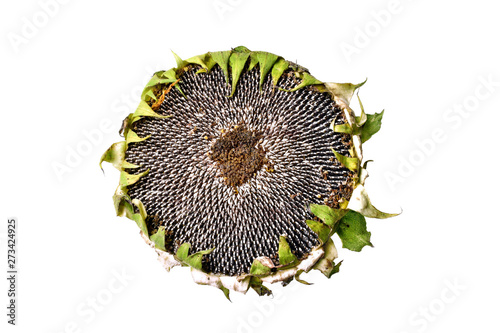 Fresh ripe sunflower seeds isolated