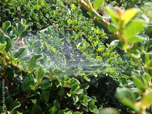 spider web on a green tree branch © luciezr