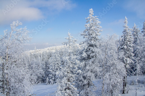 winter, snow, forest, tree,christmas, snowy