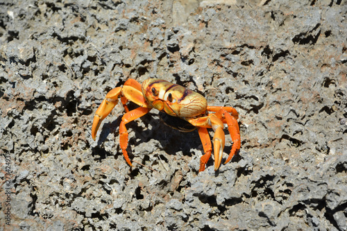 crab, ea, crustacean, sand, oceaseafood,