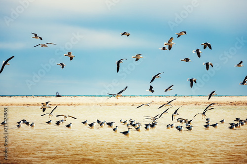 Seagull colony at a coast