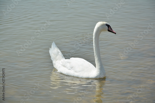 swan, bird, water, lake, white, nature, animal, birds, wildlife,elegance, grace