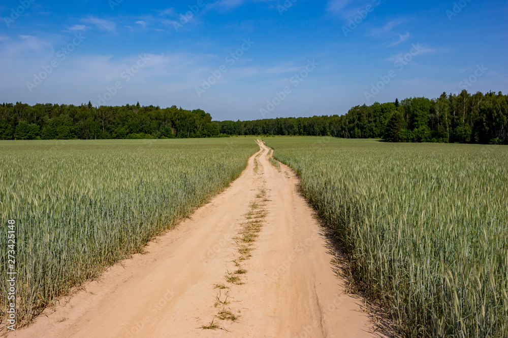 Landscape overlooking a rural road through a wheat field