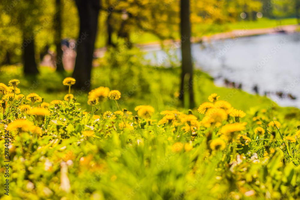 Obraz premium Summer flowers yellow dandelions. Bright sunny flowers.