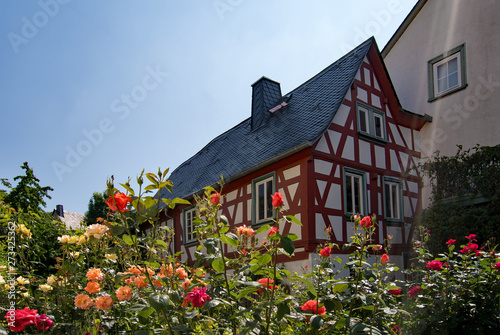 Blühende Rosen vor einem Fachwerkhaus in der Altstadt von Runkel in Hessen, Deutschland 