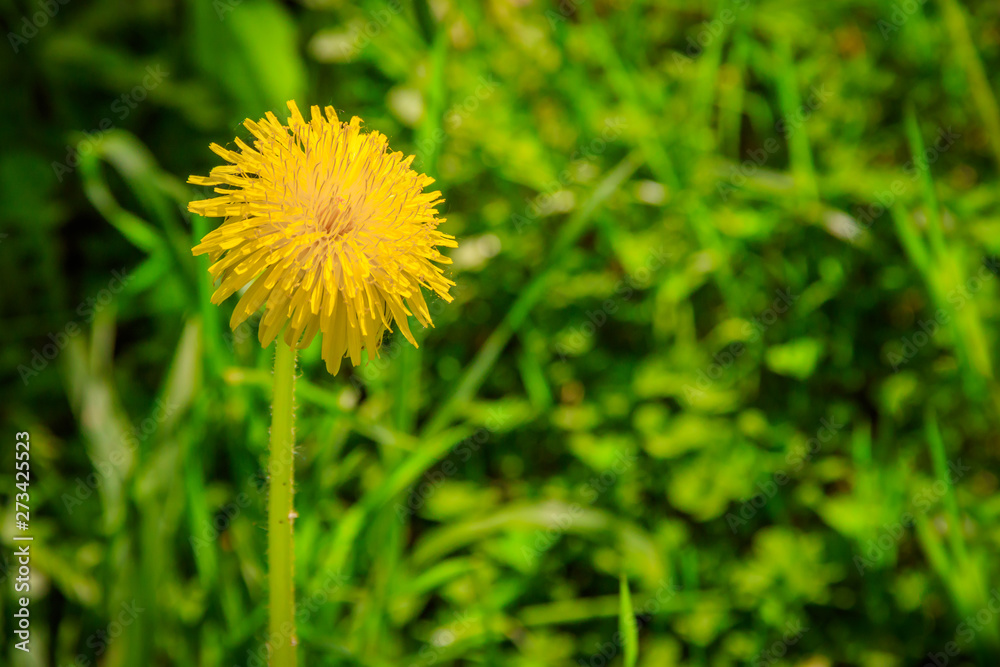 Summer flowers yellow dandelions. Bright sunny flowers. Summer flowers yellow dandelions. Bright sunny flowers.