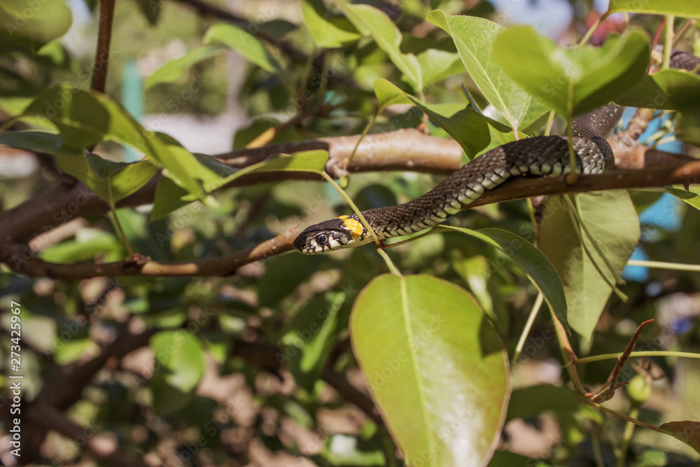 Naklejka premium Closeup of a grass snake in the branches of a tree