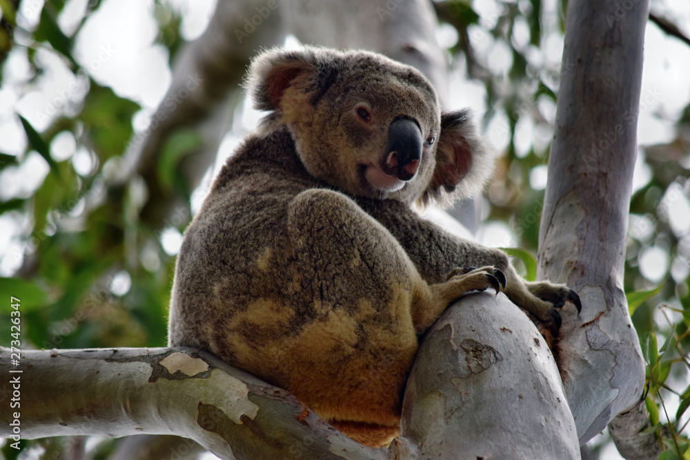 Obraz premium Cute wild koala bear is sitting on the tree in Noosa National Park