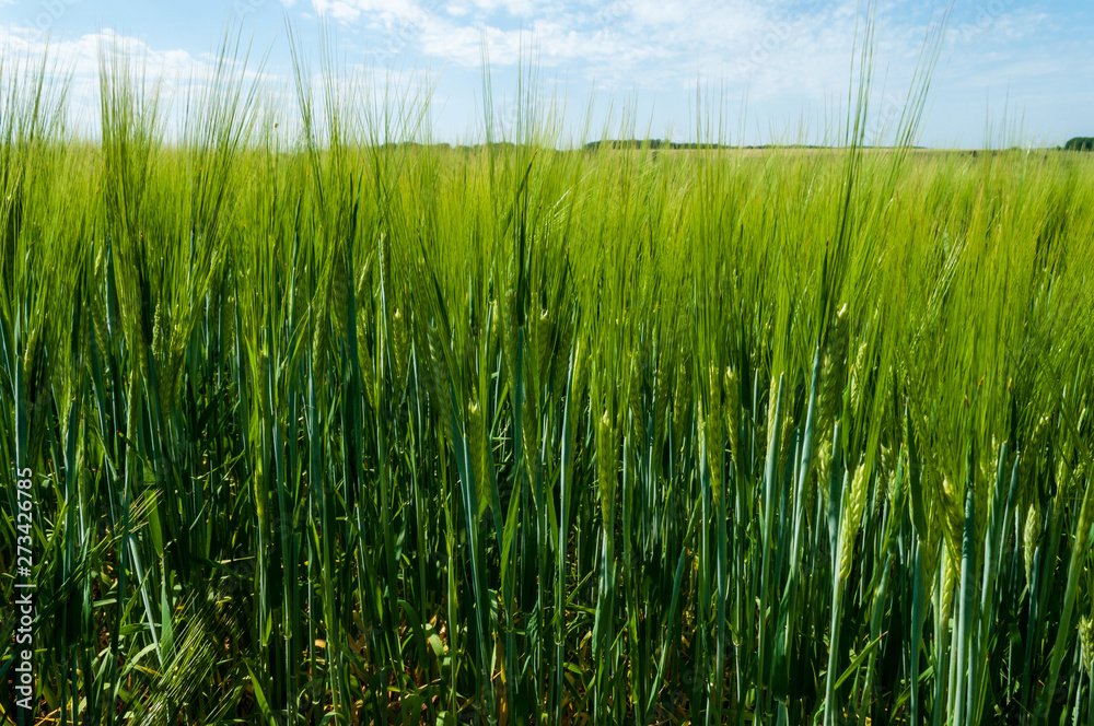 field with beautiful blue sky field with beautiful blue sky