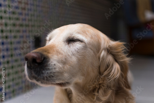 Golden retriever, perro