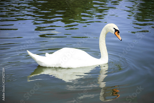 Fototapeta Naklejka Na Ścianę i Meble -  white swan swims peacefully in the pond