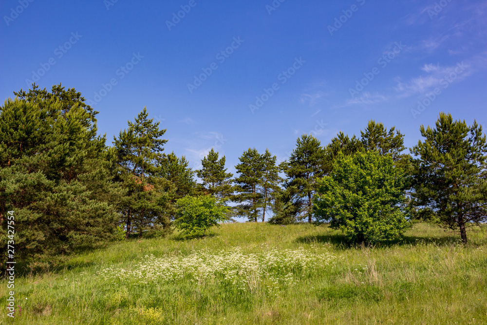 Beautiful landscape with coniferous trees on the hill