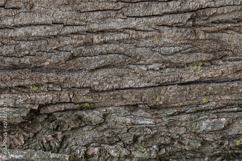 Closeup view of organic bark tree texture. Horizontal color photography. Closeup view of organic bark tree texture. Horizontal color photography.