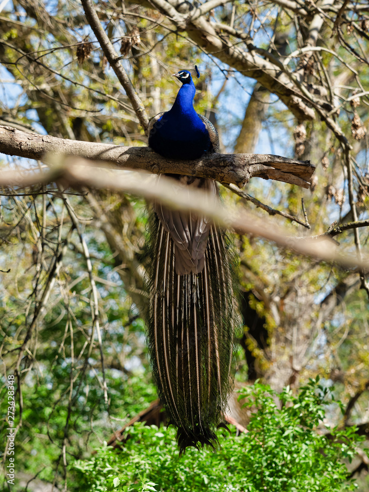 Fototapeta premium peacock on a tree