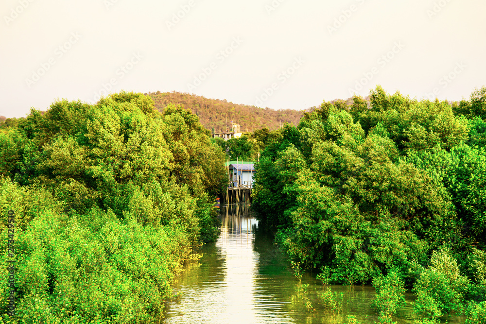 The green forest in the water, Mangroves tree background, Beautiful shadow of green tree on river, Green leaves bush with reflected shadow, Nature tree with bright sun light and clear sky background