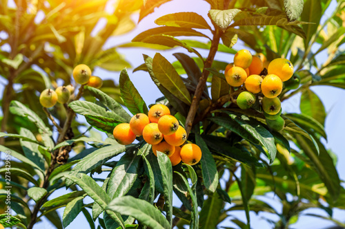 Ripe fruit loquat on tree in the garden