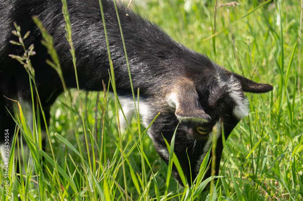 goats in the pasture eating green grass goats in the pasture eating green grass
