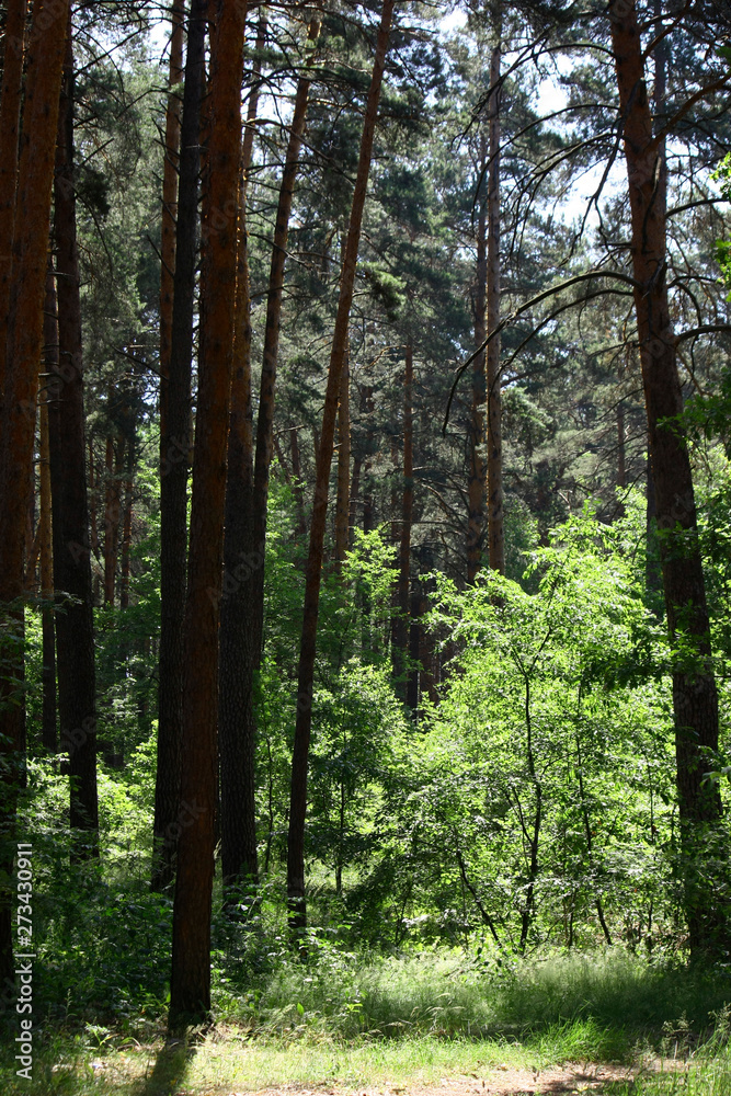 Obraz premium Sun rays in a beautiful green forest. Forest background can be used as wallpaper.