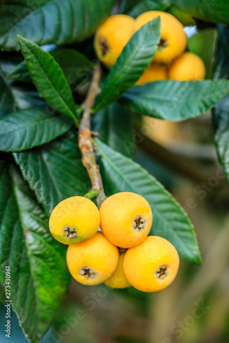 Wallpaper Mural Ripe fruit loquat on tree in the garden Torontodigital.ca