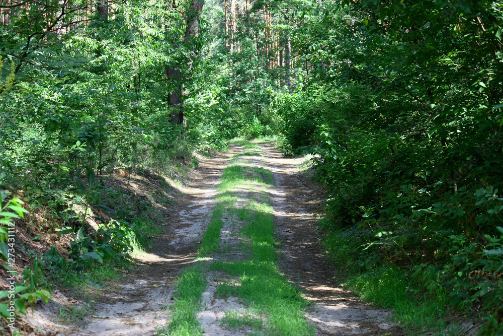 forest road for jogging or cycling in the sun forest road for jogging or cycling in the sun