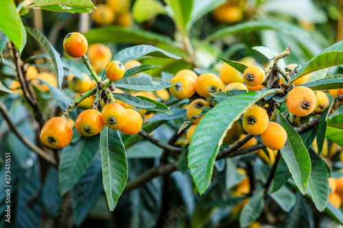 Bilde på lerret Ripe fruit loquat on tree in the garden