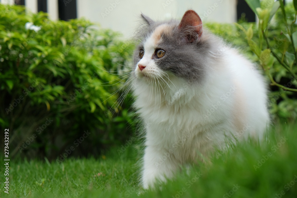 Cats playing on the lawn