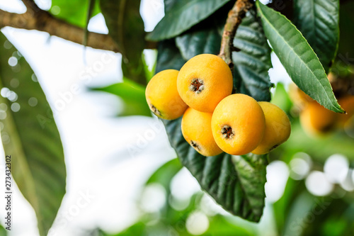 Ripe fruit loquat on tree in the orchard