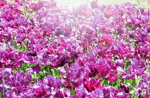 Purple flowers in the field