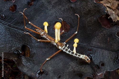 zombie fungus Cordyceps on stick bug in tropical rainforest