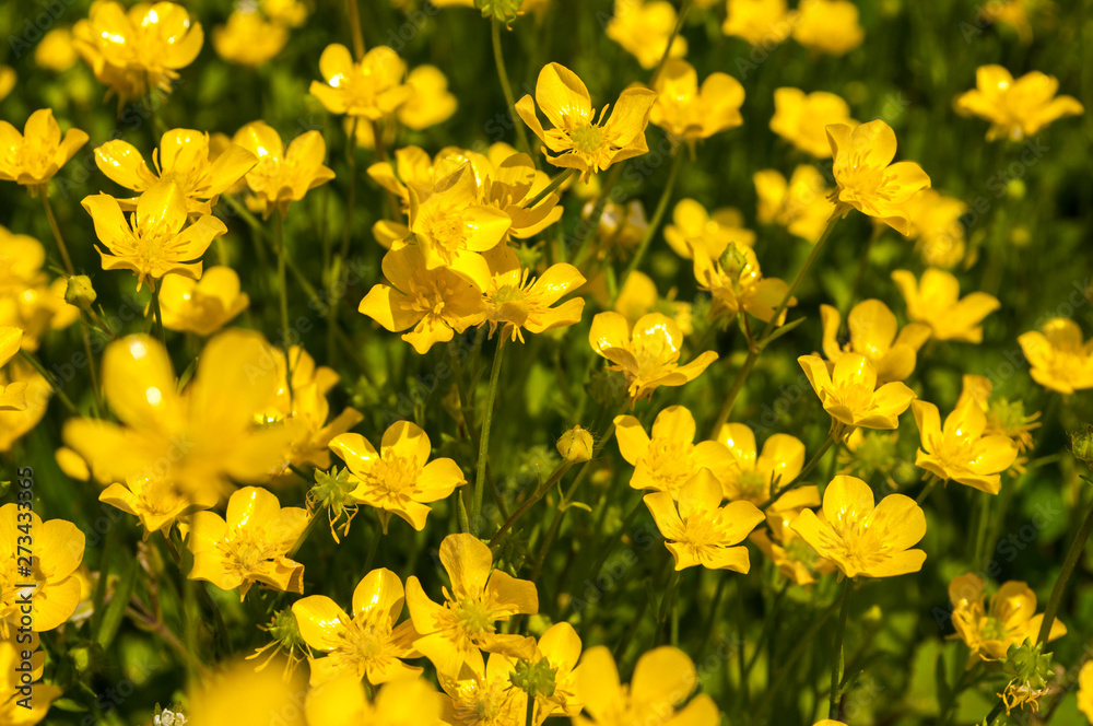 many yellow daisies, beautiful yellow wildflowers