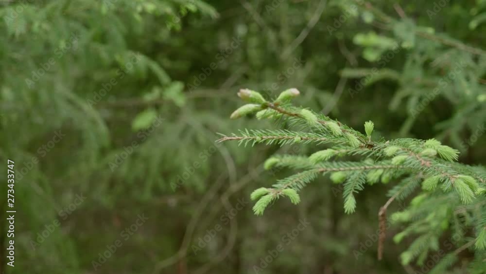 4K PANNING RIGHT European Spruce Shoots Growing On A Branch In The Forest 4K PANNING RIGHT European Spruce Shoots Growing On A Branch In The Forest