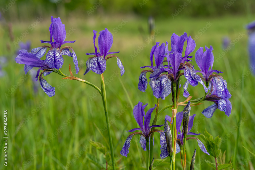 Irisblüten beim Eirksircher Ried am Bodensee Irisblüten beim Eirksircher Ried am Bodensee