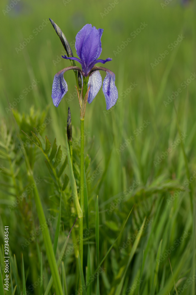 Irisblüten beim Eirksircher Ried am Bodensee Irisblüten beim Eirksircher Ried am Bodensee