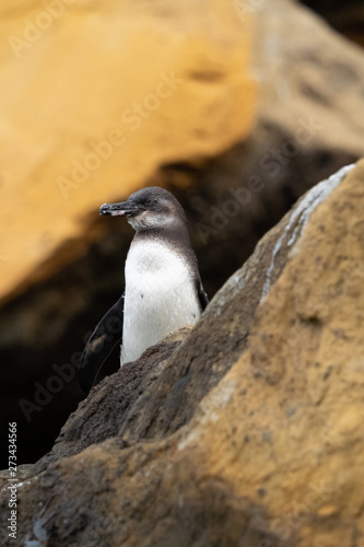 Pinguin auf Galapagos