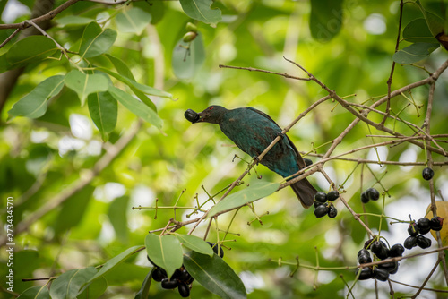 Female Asian Fairy bluebird catch wild fruit in beak. photo