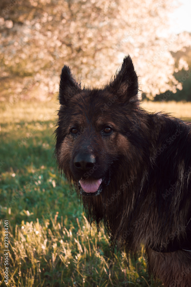 German shepherd walking in the Park in the evening. Evening walk in hot summer. Rest in the shade of trees German shepherd walking in the Park in the evening. Evening walk in hot summer. Rest in the shade of trees