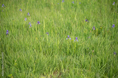 Irisblumen beim Eirskiercher Ried am Bodensee