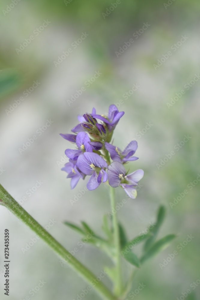 Obraz premium wild little orchids
