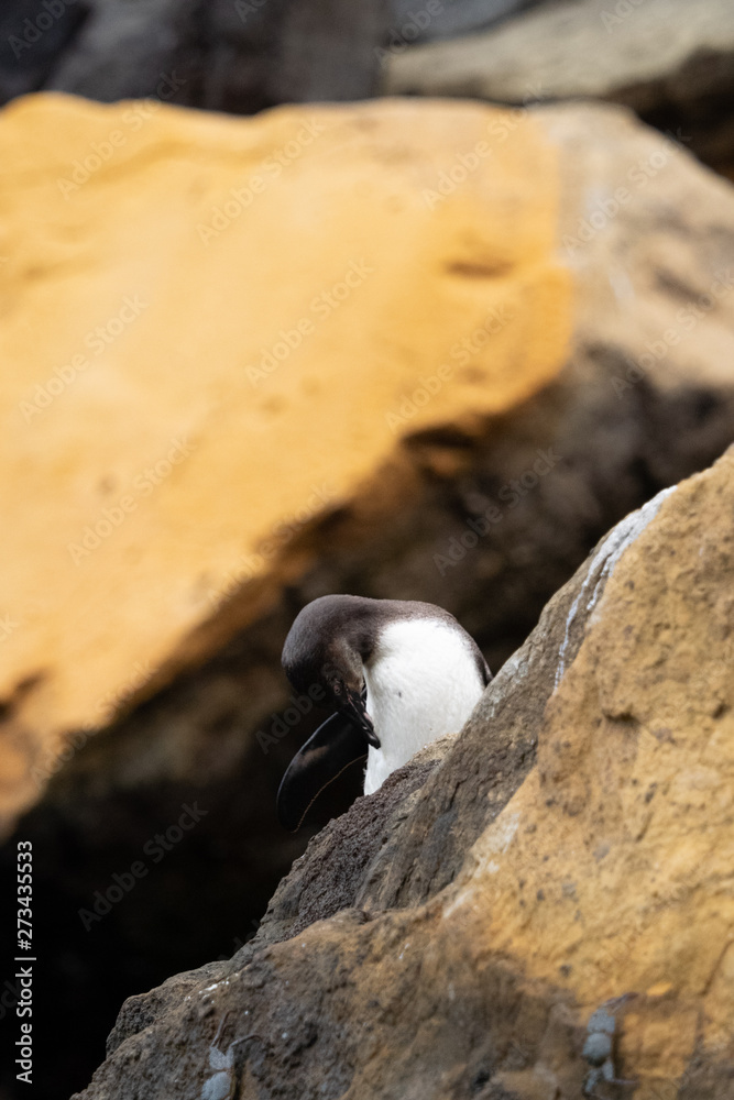 Fototapeta premium Galapagos landschafte und vögel