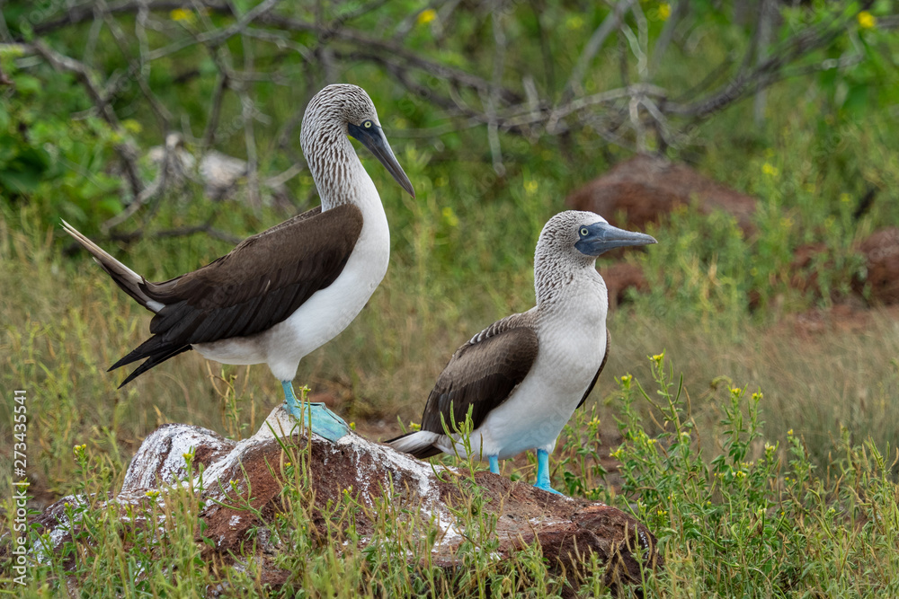 Galapagos landschafte und vögel Galapagos landschafte und vögel