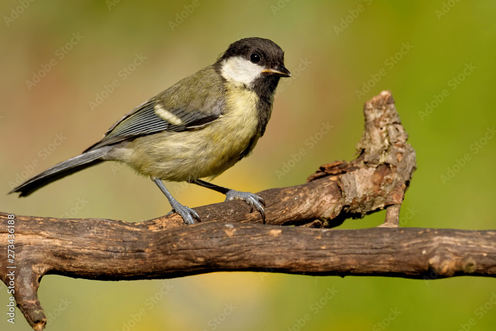 Obraz premium Juvenile Kohlmeise