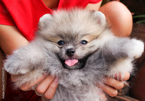 Gray fluffy pomeranian dog with tongue out from mouth and woman hand holding (looking at camera) photo
