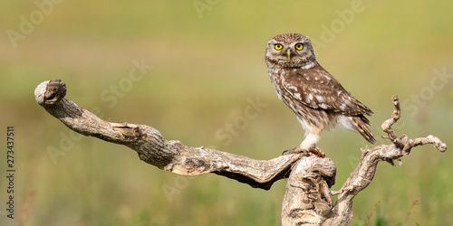 Little owl, Athene noctua, stands on a stick on a beautiful background