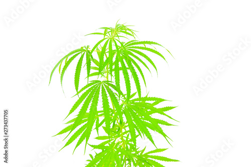 Marijuana isolated from white background.