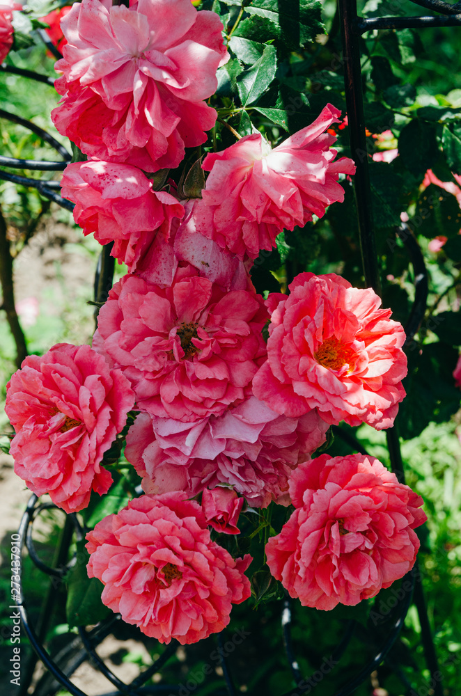 Beautiful bright rose bush in the garden. Pink rosebuds on a bush. Beautiful bright rose bush in the garden. Pink rosebuds on a bush.