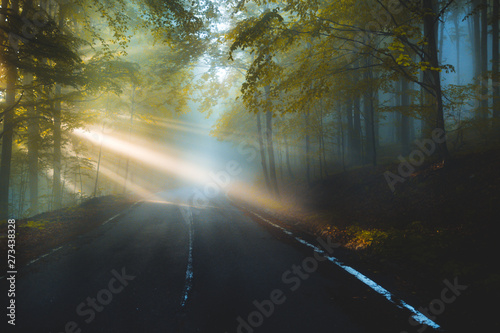 Abstract background of route and journey amidst the big tree and beautiful nature.  Sun beams through tree with amazing light rays on sunrise. © Claudiu