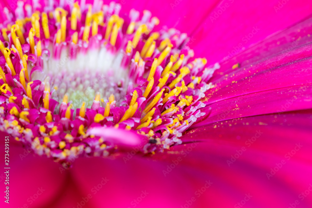 Obraz premium Gerbera red flower head, genus of plants in the Asteraceae of the daisy family native to tropical regions of South America, Africa and Asia, macro with shallow depth of field 