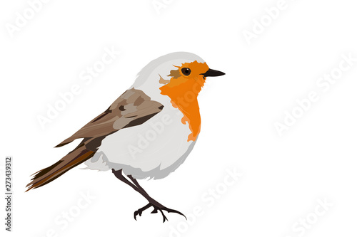 Cute bird robin. Vector image. white background.