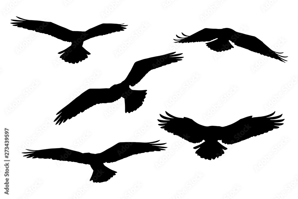 Flying eagles. Vector birds. White background. Flying eagles. Vector birds. White background.